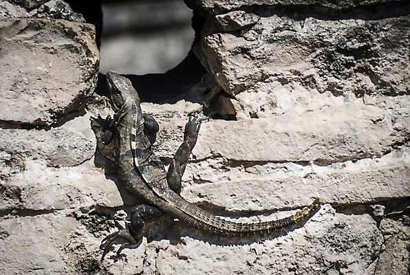포토 JPG 해외이미지 동물 공원 야생동물 파충류 자연 멕시코 사람없음 반려동물 머리 검은색 줄무늬 바위 가시 위험 척추 꼬리 도마뱀 이구아나 동물상 이국적 초식 해외포토 공공시설 컬러 컨셉 북아메리카 무늬 뼈 신체부위 조형물 돌_바위 생태계 파일형식 이미지허브