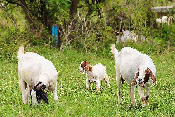 포토 JPG 해외이미지 동물 행복 백그라운드 밭 농업 포유류 태국 자연 염소 사람없음 야외 초록색 여름 컬러풀 뷰티 농장 농경지 걷기 마을 환경 가축 목장 농촌 시골 신선 그룹 양치기 군중 방목 땅 먹기 내추럴 밭일 수유 찰과상 해외포토 직업 계절 감정 산업 아시아 컬러 모션 사람 축산업 상처 생태계 파일형식 이미지허브