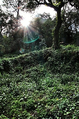 포토 JPG 해외이미지 나무 식물 전통 공원 유럽 문화 길 과학 여행 백그라운드 벤치 자연 종류 사람없음 야외 초록색 태양 정원 봄 산책 다양 보호 숲 포르투갈 방문 내추럴 리스본 신트라 이국적 해외포토 자연요소 계절 공공시설 나라 컬러 다수 컨셉 의자 휴식 생태계 파일형식 이미지허브