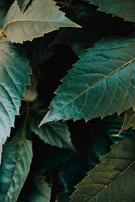 포토 JPG 해외이미지 백그라운드 잎 자연 사람없음 초록색 해외포토 식물 컬러 생태계 파일형식 이미지허브
