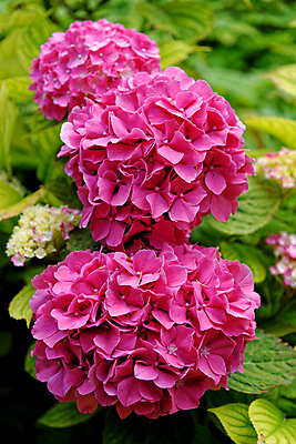 포토 JPG 해외이미지 식물 계절 공원 꽃잎 꽃 분홍색 꽃다발 백그라운드 잎 꽃무늬 자연 사람없음 야외 장식 초록색 컬러풀 뷰티 환경 정원 보라색 봄 활발 벚꽃 나뭇가지 신선 개화 다발 관목 원예 수국 내추럴 해외포토 나무 공공시설 컬러 컨셉 무늬 취미 생태계 파일형식 이미지허브