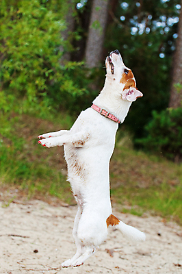 포토 JPG 해외이미지 공원 행복 기술 사람없음 야외 반려동물 달리기 잡기 개 강아지 테리어 흥분 잭러셀테리어 해외포토 동물 공공시설 감정 포유류 모션 파일형식 이미지허브