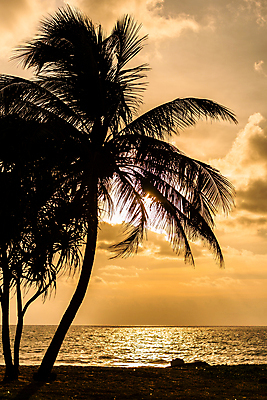 포토 JPG 해외이미지 나무 식물 구름 계절 실루엣 모래 바다 섬 잎 오렌지 자연 하늘 아침 날씨 휴가 휴식 손바닥 풍경 사람없음 가로 물 여름 햇빛 태양 일출 어둠 황혼 일몰 새벽 나뭇가지 코코넛 스카이라인 흐림 내추럴 수평선 해외포토 주간 자연요소 손 컨셉 과일 촬영기법 노을 생태계 파일형식 이미지허브