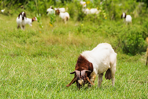 포토 JPG 해외이미지 동물 행복 백그라운드 밭 농업 포유류 태국 자연 염소 사람없음 야외 초록색 여름 컬러풀 뷰티 농장 농경지 걷기 마을 환경 가축 목장 농촌 시골 신선 그룹 양치기 군중 방목 땅 먹기 내추럴 밭일 수유 찰과상 해외포토 직업 계절 감정 산업 아시아 컬러 모션 사람 축산업 상처 생태계 파일형식 이미지허브