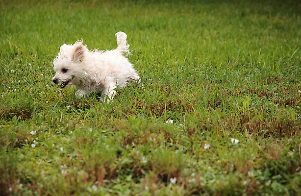 포토 JPG 해외이미지 동물 행복 자연 사람없음 반려동물 달리기 탐험 개 테리어 송곳니 해외포토 감정 포유류 모션 치아 생태계 파일형식 이미지허브