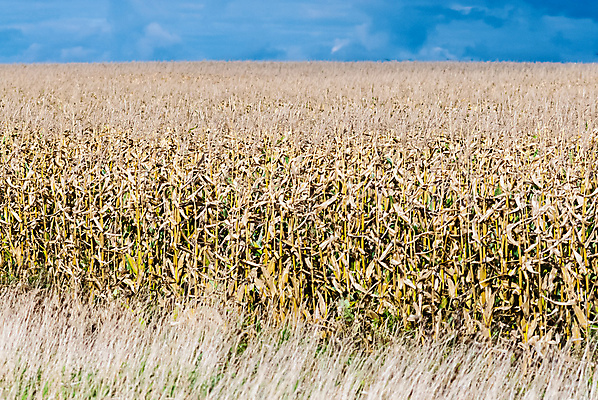 포토 JPG 해외이미지 식물 구름 계절 음식 줄기 밭 농업 자연 하늘 건조 옥수수 씨앗 풍경 사람없음 야외 파란색 농작물 햇빛 농장 농경지 갈색 노란색 수확 성장 시골 낟알 땅 시리얼 밀짚 내추럴 밭일 수평선 세련 해외포토 자연요소 산업 컬러 곡류 태양 짚 생태계 파일형식 이미지허브