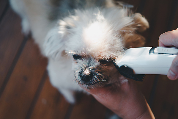포토 JPG 해외이미지 한마리 손 응시 실내 들기 아웃포커스 신체부위 하이앵글 귀여움 강아지 바리깡 애견미용 애견미용사 나무배경 믹스견 해외포토 1 시선 뷰포인트 백그라운드 컨셉 모션 촬영기법 사람 내부 반려동물 뷰티 개 미용사 파일형식 이미지허브