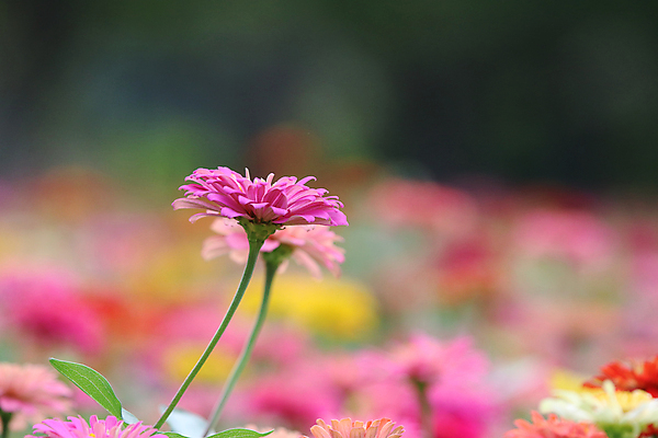 포토 JPG 해외이미지 식물 디자인 공원 꽃잎 꽃 분홍색 백그라운드 꽃무늬 패턴 오렌지 자연 추상 사람없음 야외 장식 빨간색 초록색 컬러풀 뷰티 노란색 머리 정원 봄 벚꽃 흰색 원형 개화 닫기 큼 원예 고립 해외포토 도형 계절 공공시설 컬러 무늬 과일 모션 취미 신체부위 크기 생태계 파일형식 이미지허브