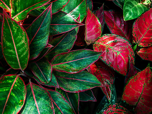 포토 JPG 해외이미지 나무 식물 디자인 화초 백그라운드 컨셉 잎 패턴 자연 벽지 표면 추상 건강 손바닥 미술 동양인 사람없음 빨간색 초록색 여름 유행 환경 정원 검은색 어둠 봄 수확 성장 신선 청소 에코 유기농 질감 상록수 내추럴 생태학 그리너리 해외포토 손 웰빙 계절 교육 컬러 무늬 농업 문화예술 인종 생태계 파일형식 트랜드컬러 이미지허브