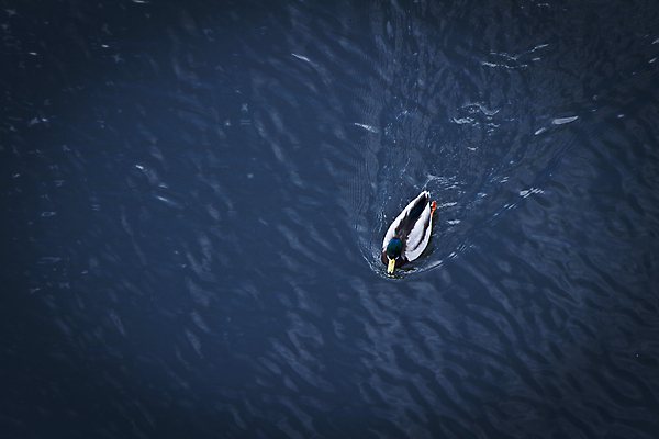 포토 JPG 해외이미지 나무 동물 공원 호수 물결 바다 포즈 이동 자연 조류 오리 사람없음 목재 물 강 농장 수영 가축 침묵 시골 연못 잡기 먹기 사인 통나무 운하 수유 해외포토 자연요소 식물 공공시설 컨셉 농업 재료 모션 소리 수상스포츠 생태계 파일형식 이미지허브