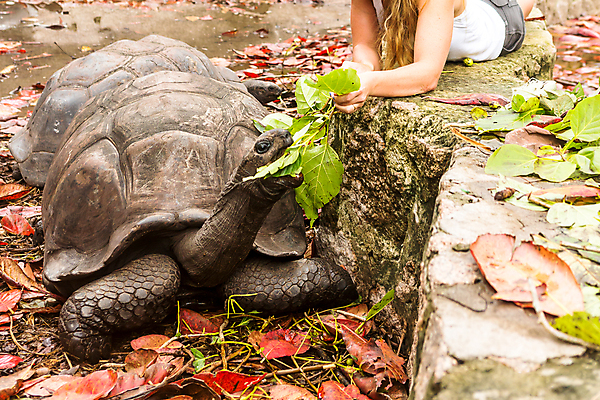 포토 JPG 해외이미지 식물 동물 얼굴 야생동물 음식 섬 여행 백그라운드 파충류 아프리카 자연 동물원 종류 사람없음 야외 초록색 머리 껍질 거북이 보호 큼 땅 먹기 피부 싱글 갈라파고스 세이셸 느림 거인 동물상 모리셔스 옛날 이국적 해외포토 나라 컬러 컨셉 모션 신체부위 조형물 크기 생태계 에콰도르 파일형식 이미지허브