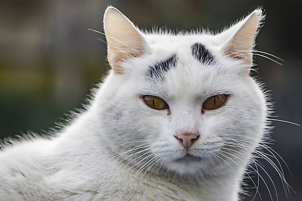포토 JPG 해외이미지 동물 디자인 응시 행복 백그라운드 장난 포유류 주택 털 실내 사랑 사람없음 그래픽 반려동물 갈색 귀여움 검은색 고양이 우정 회색 흰색 잠 플랫 닫기 만화 모피 그림 얼룩무늬 솜털 거짓말 고립 기르기 유래 해외포토 시선 감정 컬러 컨셉 무늬 모션 내부 건물 친구 돌봄 파일형식 이미지허브