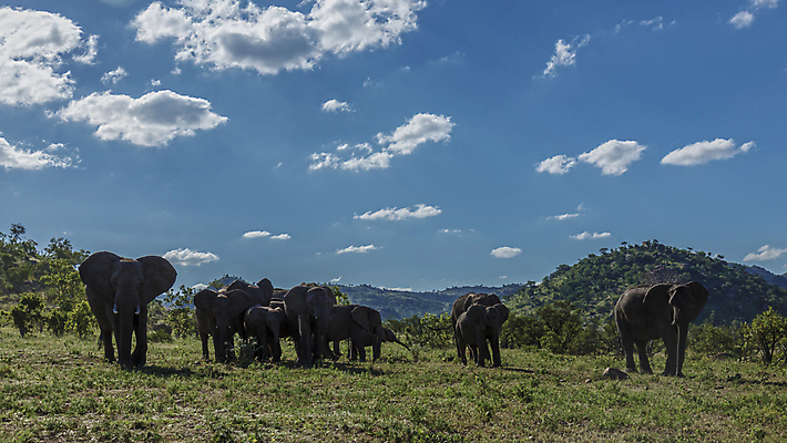 포토 JPG 해외이미지 동물 야생동물 포유류 아프리카 자연 코끼리 파노라마 국립공원 사람없음 그룹 황무지 보호 군중 사파리 서식지 남아프리카 보츠와나 보호구역 사바나 해외포토 멸종위기종 공원 나라 컨셉 촬영기법 사람 생태계 구역 파일형식 이미지허브