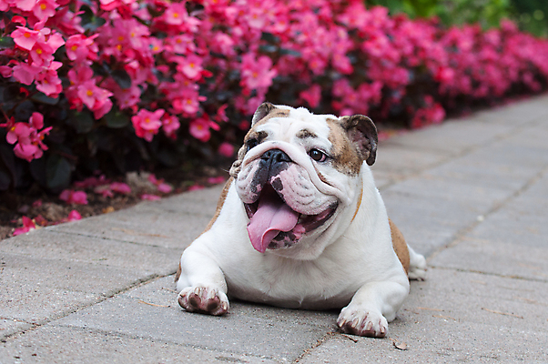 포토 JPG 해외이미지 주간 공원 꽃 행복 가족 휴식 앉기 사람없음 야외 반려동물 개 강아지 불독 해외포토 자연요소 식물 동물 공공시설 감정 컨셉 포유류 관계 모션 파일형식 이미지허브