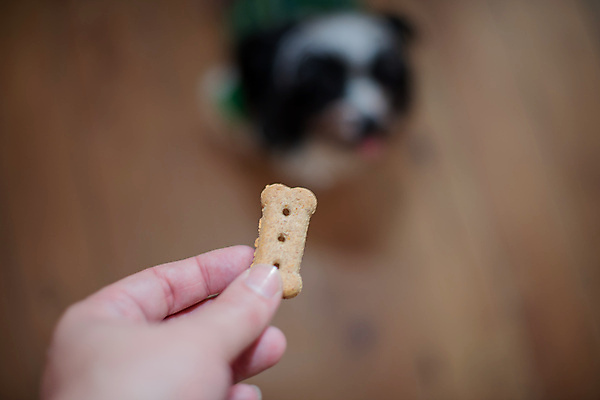 포토 JPG 해외이미지 동물 손 응시 백그라운드 주택 실내 사람없음 반려동물 대접 닫기 개 먹이 먹기 주기 코 주인 송곳니 복종 블러 신앙심 해외포토 시선 포유류 모션 내부 건물 신체부위 치아 파일형식 이미지허브