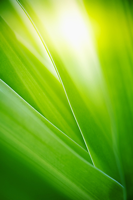 포토 JPG 해외이미지 나무 식물 계절 백그라운드 컨셉 잎 패턴 자연 벽지 추상 잔디 사람없음 초록색 여름 빛 컬러풀 햇빛 태양 뷰티 우주 환경 정원 맑음 봄 성장 신선 숲 질감 보케 부드러움 내추럴 블러 생태학 지구의날 카피스페이스 그리너리 효과 해외포토 자연요소 교육 기념일 컬러 무늬 날씨 공백 감각 생태계 파일형식 트랜드컬러 이미지허브