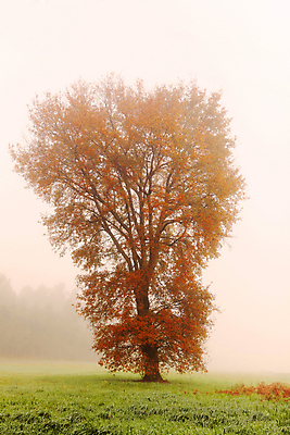 포토 JPG 해외이미지 나무 계절 공원 잎 자연 아침 날씨 건조 사람없음 야외 목재 갈색 환경 추위 안개 나뭇가지 시골 숲 11월 장면 뿌연 혼자 해외포토 주간 식물 공공시설 컬러 재료 날짜 생태계 파일형식 이미지허브
