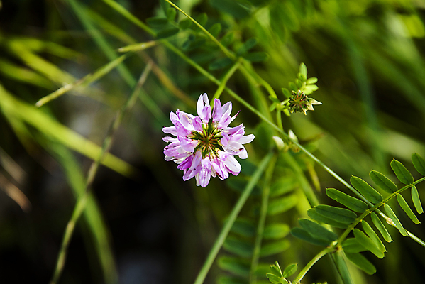 포토 JPG 해외이미지 식물 디자인 계절 꽃잎 꽃 분홍색 백그라운드 잎 꽃무늬 밭 농업 자연 풍경 사람없음 야외 빨간색 초록색 여름 빛 컬러풀 햇빛 뷰티 노란색 환경 정원 맑음 보라색 봄 활발 벚꽃 흰색 신선 개화 빗자루 원예 질감 내추럴 고립 해외포토 산업 컬러 컨셉 무늬 날씨 취미 태양 청소도구 생태계 파일형식 이미지허브