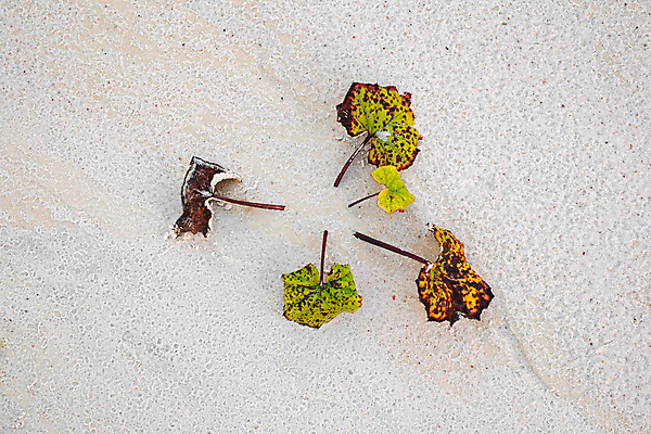 포토 JPG 해외이미지 식물 지구 모래 바다 줄기 백그라운드 잎 농업 자연 새로움 선인장 건조 사람없음 초록색 물 여름 갈색 환경 정원 흙 봄 사막 성장 흰색 작음 땅 유기농 질감 먼지 내추럴 고립 모종 생태학 해외포토 자연요소 웰빙 계절 교육 산업 컬러 컨셉 크기 생태계 파일형식 이미지허브