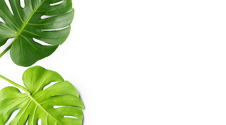 포토 JPG 해외이미지 실내 사람없음 두개 흰배경 몬스테라 열대잎 카피스페이스 해외포토 식물 백그라운드 잎 2 내부 공백 흰색 파일형식 이미지허브