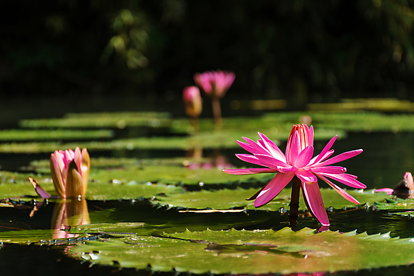 포토 JPG 해외이미지 식물 공원 꽃 호수 잎 자연 사람없음 물 여름 연못 개화 백합 슬로바키아 해외포토 자연요소 계절 공공시설 유럽 생태계 파일형식 이미지허브