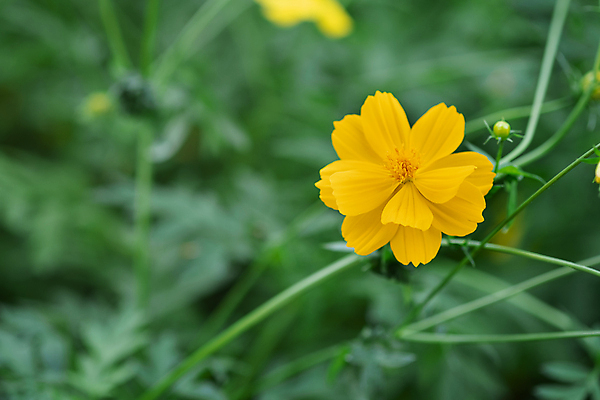 포토 JPG 해외이미지 식물 디자인 꽃잎 꽃 행복 백그라운드 잎 꽃무늬 밭 오렌지 태국 자연 아침 따뜻함 사람없음 초록색 여름 컬러풀 햇빛 태양 뷰티 노란색 환경 정원 일몰 봄 벚꽃 시골 신선 달콤 시원함 코스모스 보케 내추럴 구성 해외포토 주간 자연요소 계절 감정 아시아 컬러 무늬 농업 과일 노을 맛 생태계 파일형식 이미지허브