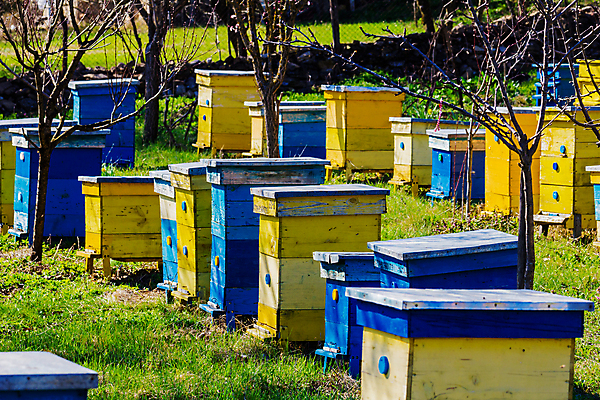 포토 JPG 해외이미지 동물 계절 곤충 밭 농업 자연 아침 풍경 사람없음 야외 목재 초록색 여름 파란색 상자 농장 노란색 환경 맑음 봄 벚꽃 시골 꿀벌 수분 벌 장면 꽃가루 꿀 벌집 내추럴 밭일 식민지 양봉 양봉장 프로방스 많음 해외포토 주간 나무 꽃 산업 컬러 컨셉 재료 날씨 벌_곤충 가루 생태계 파일형식 이미지허브