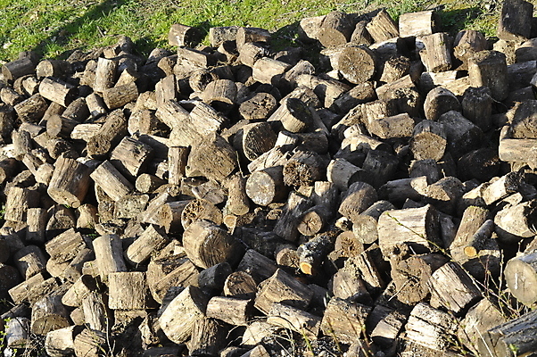 포토 JPG 해외이미지 나무 식물 지구 종류 이끼 사람없음 목재 흙 습기 젖음 다양 티켓 습지 숲 삼림지대 해외포토 다수 재료 파일형식 이미지허브