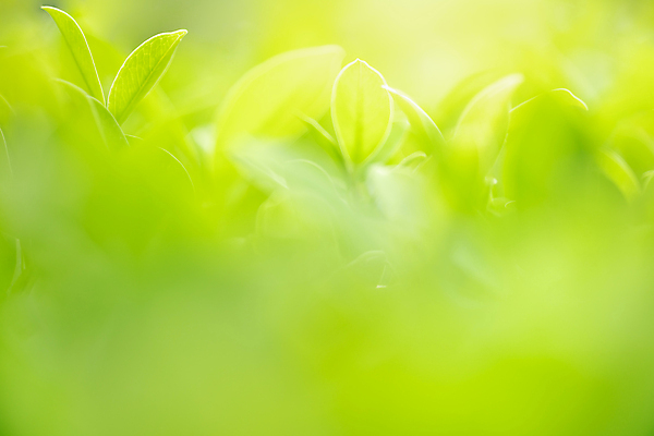 포토 JPG 해외이미지 나무 식물 계절 백그라운드 컨셉 잎 패턴 자연 벽지 추상 잔디 사람없음 초록색 빛 컬러풀 햇빛 태양 뷰티 우주 환경 정원 맑음 봄 성장 신선 숲 질감 보케 부드러움 내추럴 블러 생태학 지구의날 카피스페이스 그리너리 효과 해외포토 자연요소 교육 기념일 컬러 무늬 날씨 공백 감각 생태계 파일형식 트랜드컬러 이미지허브