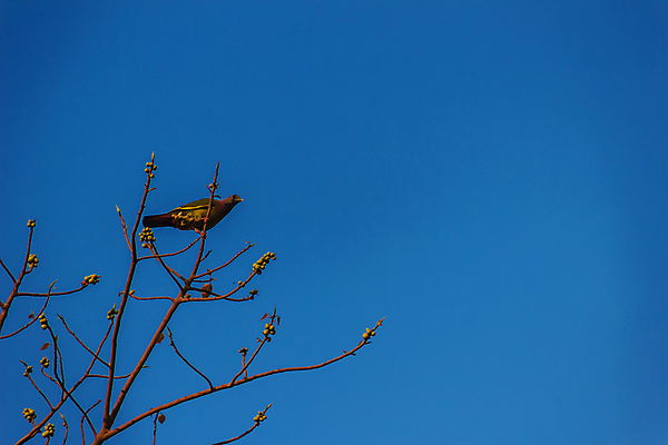 포토 JPG 해외이미지 나무 구름 야생동물 음식 분홍색 백그라운드 잎 과일 자연 조류 하늘 풍경 사람없음 초록색 여름 파란색 컬러풀 환경 봄 가을 나뭇가지 잡기 약초 숲 허브 비둘기 신성 떠남 해외포토 자연요소 식물 동물 계절 컬러 모션 풀_식물 생태계 파일형식 이미지허브