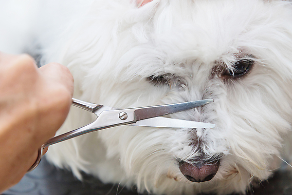 포토 JPG 해외이미지 손 탁자 실내 들기 신체부위 반려동물 개 돌봄 미용가위 애견미용 해외포토 동물 가구 포유류 모션 가위_도구 사람 내부 뷰티 미용용품 파일형식 이미지허브
