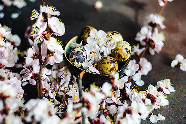 포토 JPG 해외이미지 식물 꽃 꽃다발 백그라운드 컨셉 꽃무늬 휴가 부활절 프레임 사람없음 내부 세트 유행 꽃병 축제 봄 회색 흰색 시골 신용카드 사발 둥지 살구 콘크리트 카피스페이스 해외포토 계절 기념일 컬러 무늬 과일 금융 공백 사기그릇 파일형식 이미지허브