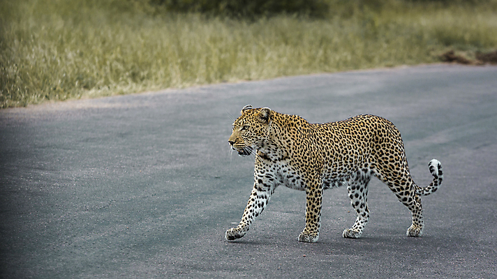 포토 JPG 해외이미지 주간 한마리 도로 야생동물 자연 사람없음 야외 걷기 맹수 표범 남아프리카 보츠와나 해외포토 자연요소 동물 1 길 포유류 교통시설 모션 아프리카 생태계 파일형식 이미지허브