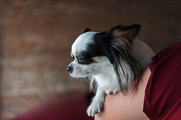 포토 JPG 해외이미지 동물 여자 행복 아시아 커피 포즈 의자 포유류 관계 포옹 유리 탁자 휴식 함께함 실내 사람 앉기 사람없음 야외 목재 반려동물 뷰티 상점 식당 우정 카페 기다림 개 달콤 강아지 작음 먹기 치와와 송곳니 기르기 해외포토 나무 감정 나라 음료 가구 컨셉 재료 안기 모션 재질 내부 친구 맛 치아 크기 돌봄 파일형식 이미지허브