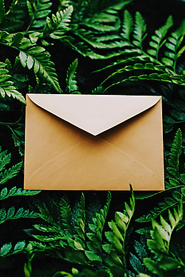 포토 JPG 해외이미지 잎 편지봉투 사람없음 목업 카피스페이스 해외포토 식물 봉투 공백 편지 파일형식 이미지허브