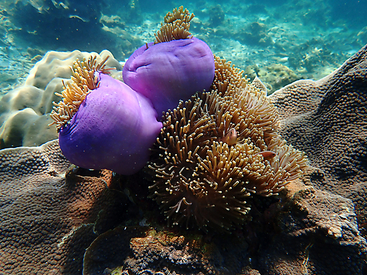 포토 JPG 해외이미지 동물 척추동물 야생동물 바다 자연 어류 풍경 사람없음 물 컬러풀 바닷속 수중 산호 생태계 다이빙 해외포토 자연요소 컬러 수영 수중동물 자포동물 수중스포츠 파일형식 이미지허브