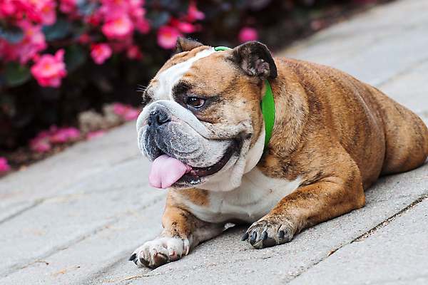 포토 JPG 해외이미지 주간 공원 꽃 행복 가족 휴식 앉기 사람없음 야외 반려동물 개 강아지 불독 해외포토 자연요소 식물 동물 공공시설 감정 컨셉 포유류 관계 모션 파일형식 이미지허브
