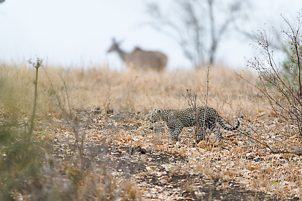 포토 JPG 해외이미지 나무 동물 야생동물 포유류 포옹 아프리카 자연 사람없음 야외 고양이 점 황무지 보호 위험 작음 사파리 육식동물 표범 남아프리카 해외포토 식물 나라 컨셉 안기 반려동물 크기 생태계 파일형식 이미지허브