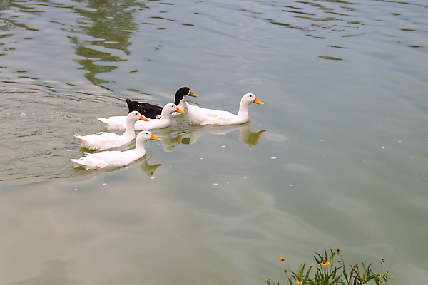 포토 JPG 해외이미지 동물 공원 여자 호수 야생동물 날개 가족 자연 조류 엄마 오리 함께함 병아리 사람없음 야외 초록색 물 강 농장 갈색 수영 봄 흰색 아기 그룹 보호 작음 깃털 부리 물새 내추럴 해외포토 자연요소 계절 공공시설 컬러 컨셉 농업 관계 사람 수상스포츠 크기 생태계 파일형식 이미지허브