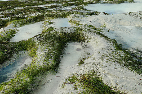 포토 JPG 해외이미지 건축물 모래 바다 여행 백그라운드 자연 조류 하늘 사람없음 초록색 물 모래사장 햇빛 환경 맑음 일몰 공백 모래언덕 썰물 네덜란드 질감 북쪽 대서양 내추럴 수평선 해외포토 자연요소 동물 건축 유럽 컬러 날씨 태양 노을 방향 언덕 생태계 파일형식 이미지허브
