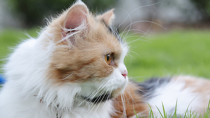 포토 JPG 해외이미지 동물 척추동물 응시 공원 밭 장난 포유류 자연 놀이 휴식 친절 생물 털 잔디 사람없음 야외 초록색 반려동물 달리기 걷기 정원 고양이 분노 모피 깃털 부드러움 솜털 거짓말 경보 기르기 해외포토 식물 시선 공공시설 감정 컬러 컨셉 농업 모션 감각 생태계 돌봄 파일형식 이미지허브