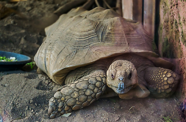 포토 JPG 해외이미지 동물 얼굴 파충류 아프리카 초식동물 주택 동물원 종류 사람없음 빨간색 반려동물 머리 사막 거북이 보호 땅 신분 멸종 사하라 보유 이국적 초식 목차 해외포토 나라 컬러 컨셉 건물 신체부위 파일형식 이미지허브