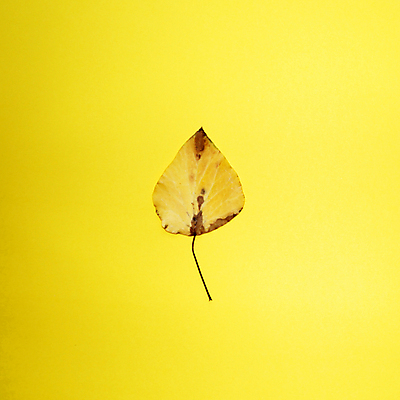 포토 JPG 해외이미지 디자인 계절 백그라운드 컨셉 단풍 잎 패턴 오렌지 자연 휴가 프레임 사람없음 장식 노란색 공백 할로윈 슬픔 인사 신용카드 황금 플랫 고독 정상 책상 신학기 질감 레이아웃 위치 추수감사절 구성 혼자 목업 카피스페이스 미니멀 해외포토 식물 감정 기독교 컬러 가구 무늬 과일 금융 예절 생태계 파일형식 이미지허브