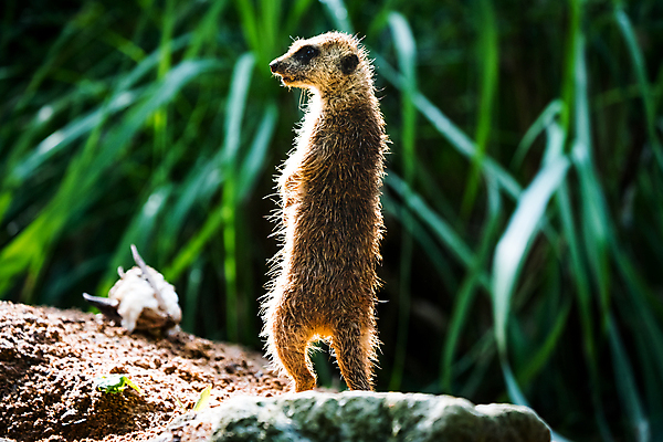 포토 JPG 해외이미지 동물 응시 얼굴 야생동물 백그라운드 포유류 가족 아프리카 자연 동물원 서기 경비 사람없음 야외 갈색 사막 황무지 닫기 작음 호기심 싱가폴 경보 미어캣 해외포토 시선 감정 나라 아시아 컬러 컨셉 관계 모션 안전 신체부위 보호 크기 생태계 파일형식 이미지허브