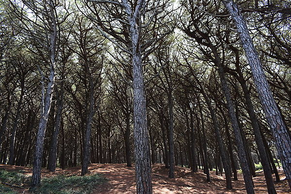 포토 JPG 해외이미지 나무 유럽 바다 자연 휴가 풍경 해변 사람없음 야외 목재 여름 태양 이탈리아 안개 소나무 황무지 분위기 숲 지중해 토스카나 해외포토 자연요소 식물 계절 나라 컨셉 재료 날씨 생태계 파일형식 이미지허브