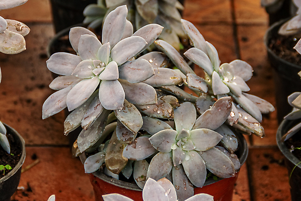 포토 JPG 해외이미지 식물 계절 꽃잎 꽃 백그라운드 잎 패턴 자연 선인장 주택 사람없음 장식 여름 뷰티 환경 정원 보라색 미니어처 사막 껍질 가을 신선 뜨거움 원형 우아함 수집 원예 질감 리빙 내추럴 생태학 심기 영원 정물화 세련 해외포토 도형 교육 컬러 컨셉 무늬 모션 취미 건물 모형 그림 생태계 파일형식 이미지허브