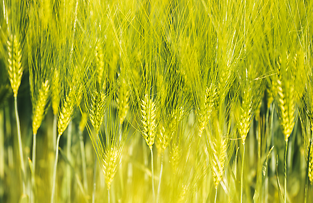 포토 JPG 해외이미지 식물 산업 음식 빵 백그라운드 밭 농업 비즈니스 자연 건강 옥수수 씨앗 사람없음 초록색 농작물 햇빛 농장 환경 봄 수확 성장 시골 신선 오스트리아 농부 낟알 시리얼 밀 굽기 뿌리기 묘사 유기농 보리 귀 밀짚 내추럴 밭일 숙성 호밀 해외포토 직업 웰빙 계절 유럽 컬러 모션 곡류 신체부위 태양 짚 구이 생태계 파일형식 이미지허브