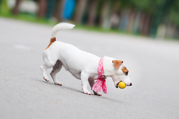 포토 JPG 해외이미지 공원 행복 공 사람없음 야외 반려동물 장난감 달리기 개 강아지 테리어 잭러셀테리어 해외포토 동물 공공시설 감정 포유류 모션 파일형식 이미지허브