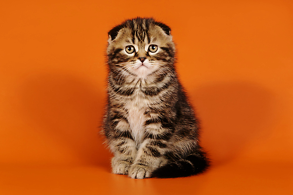 포토 JPG 해외이미지 한마리 응시 새끼 실내 앉기 사람없음 반려동물 귀여움 고양이 스코티시폴드 반려묘 주황색배경 해외포토 동물 1 시선 백그라운드 컨셉 포유류 모션 내부 주황색 파일형식 이미지허브