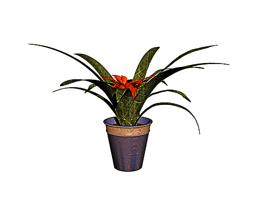 포토 JPG 해외이미지 식물 꽃 화분 사람없음 초록색 갈색 사발 해외포토 컬러 사기그릇 파일형식 이미지허브